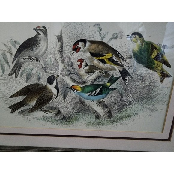 Vintage Song Bird Animal Framed Color Picture Wall Home Decor Print 15 x 21" - Picture 2 of 6